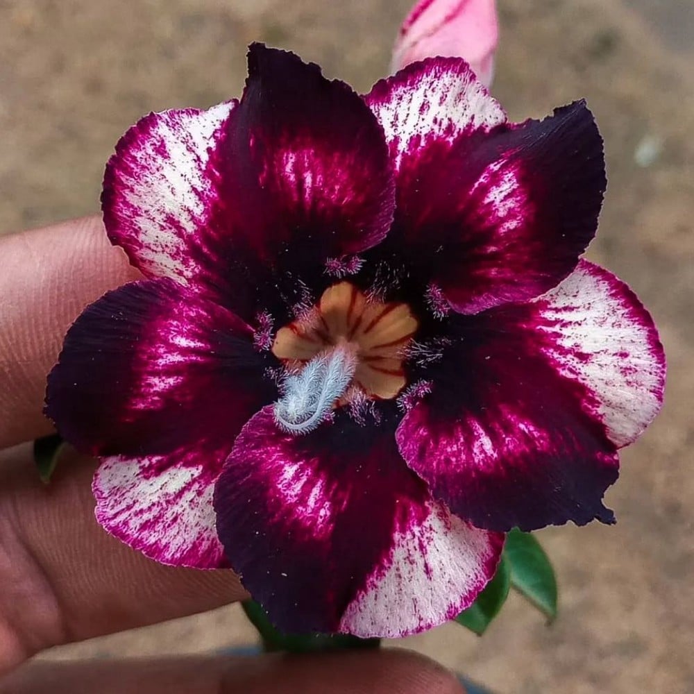 2609 82 Rosa do Deserto Estrela Púrpura - Imagem 2