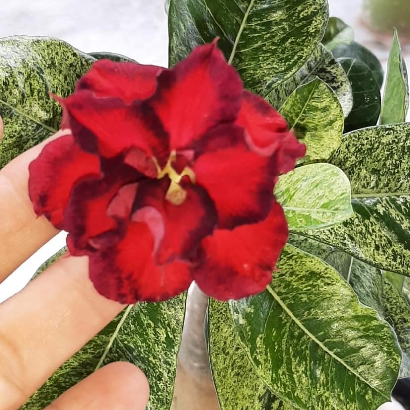 0409 06 Anaconda Baby Variegata 500 - Imagem 2