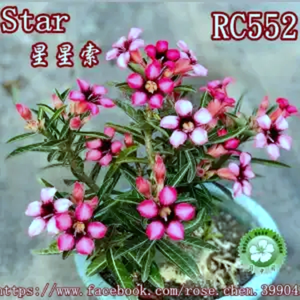 0109 21 Rosa do Deserto Star (Leilão) - Imagem 2