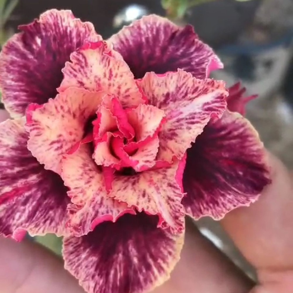 0909 19 Big Caudex Supreme - Imagem 2