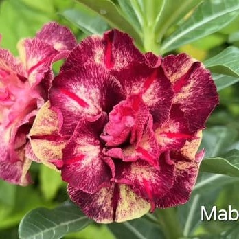 1809 08 Big Caudex Mabelle - Imagem 2