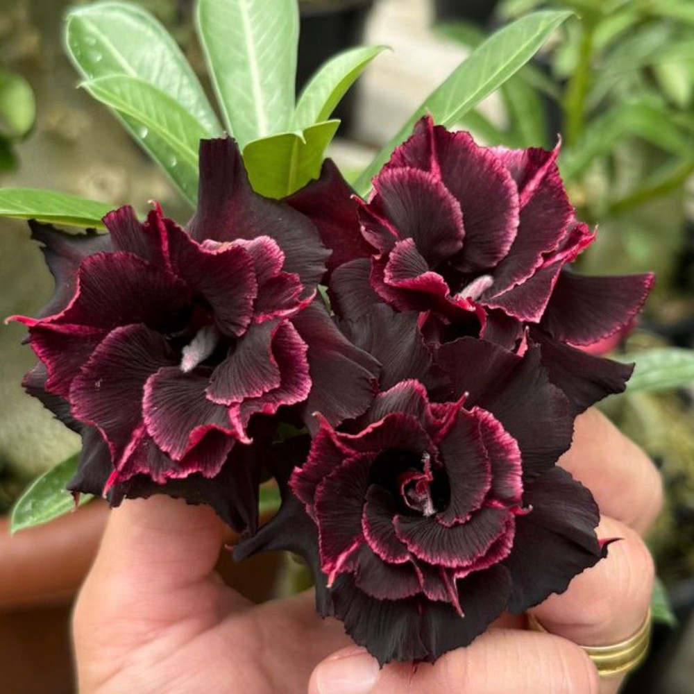0109 35 Big Caudex Ouro Negro - Imagem 2