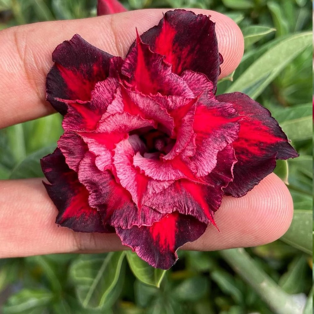 2809 07 Rosa do Deserto Scarlet - Imagem 2