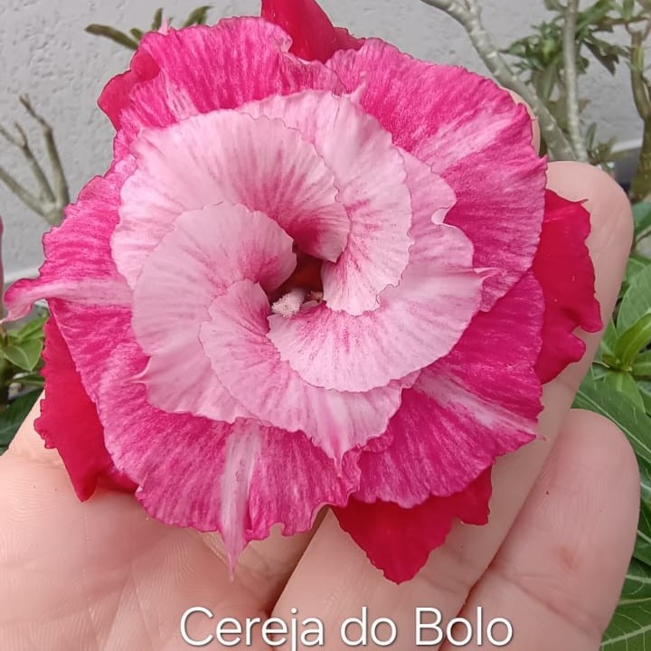 0109 03 Big Caudex Cereja do Bolo - Imagem 2