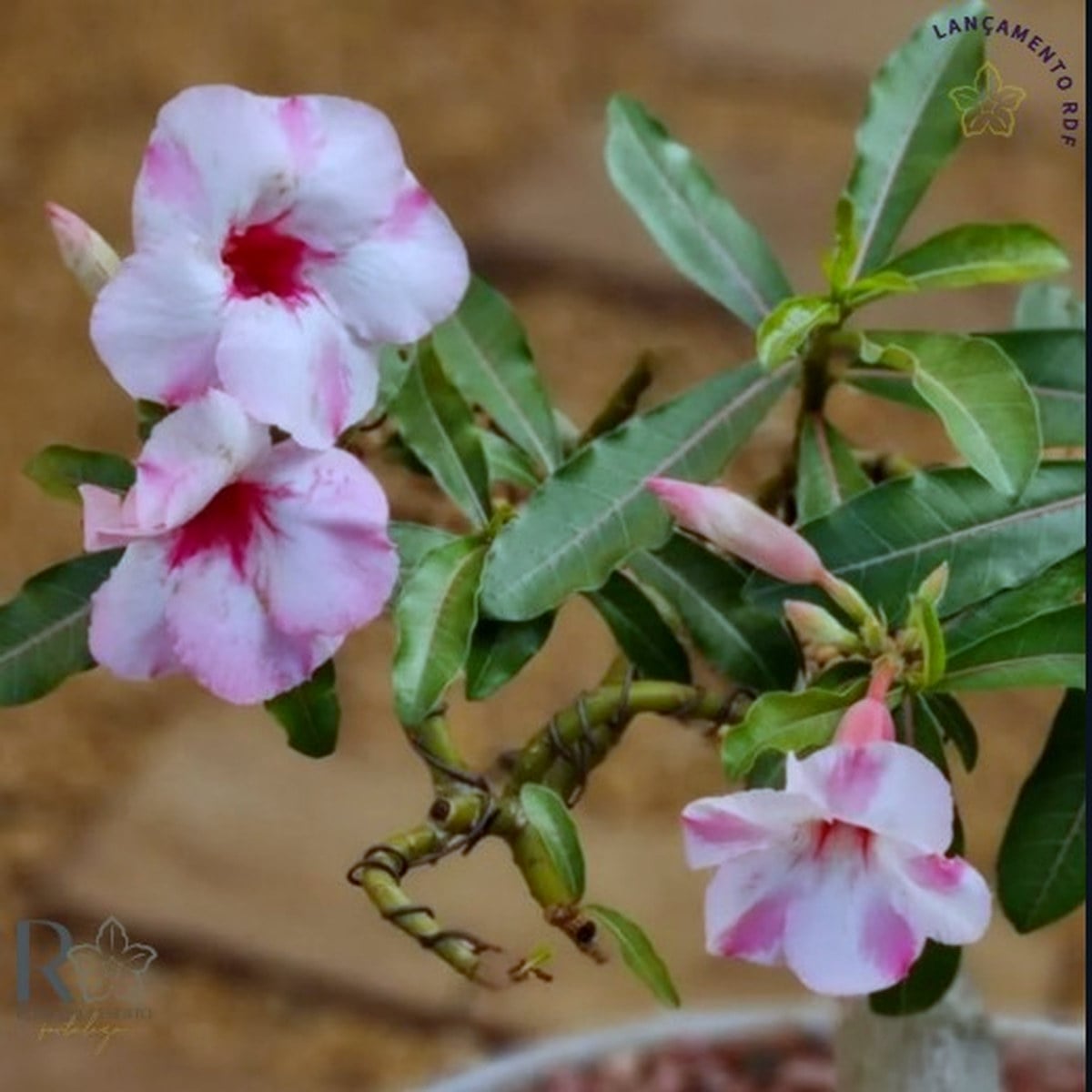 2609 88 Rosa do Deserto Petunia - Imagem 2