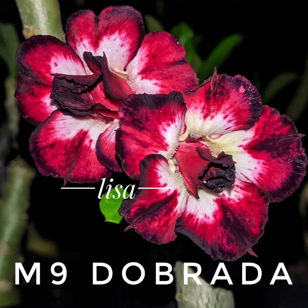 0109 07 Big Caudex M9 Dobrada - Imagem 2