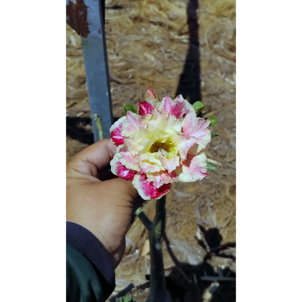 2409 40 Rosa do Deserto Buttercup - Imagem 2