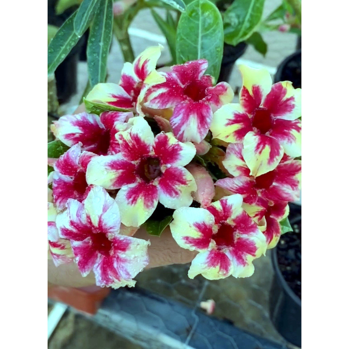 2809 09 Rosa do Deserto Star Cluster - Imagem 2