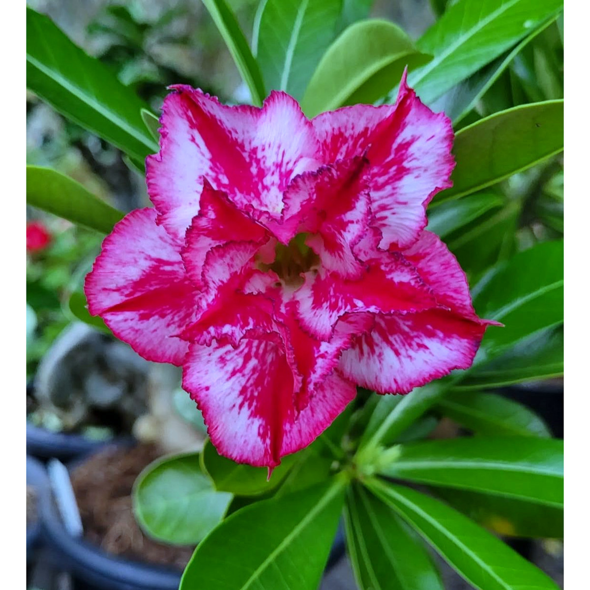 2609 74 Rosa do Deserto Malta - Imagem 2