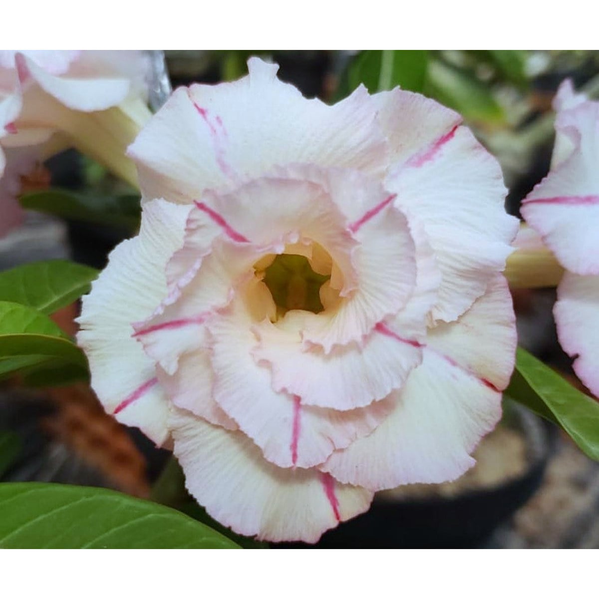 2409 44 Rosa do Deserto Blend - Imagem 2