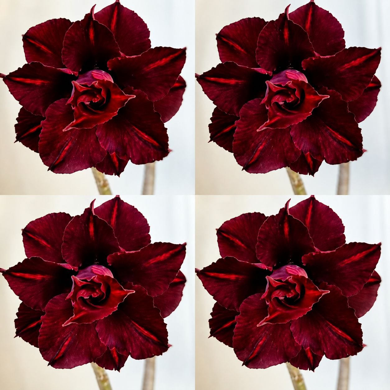 0109 24 Big Caudex Baccara - Imagem 2