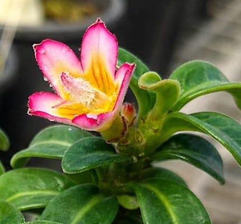 2609 67 Rosa do Deserto Bodedhamer - Imagem 2