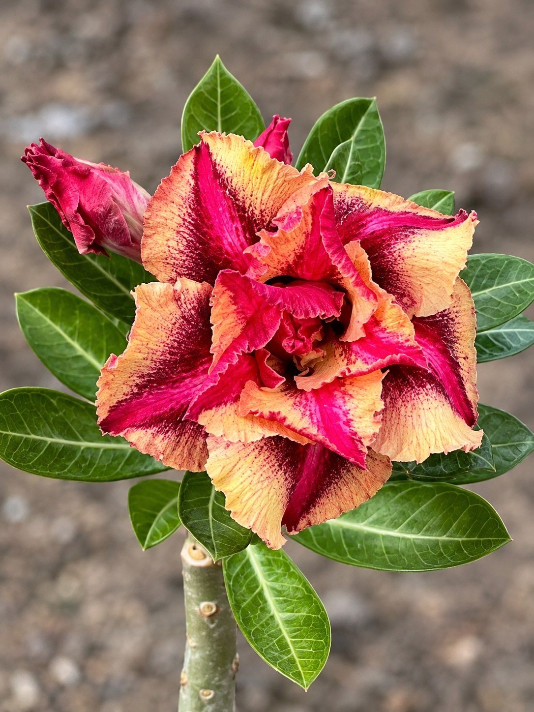 2809 20 Rosa do Deserto Canan 77 - Imagem 2