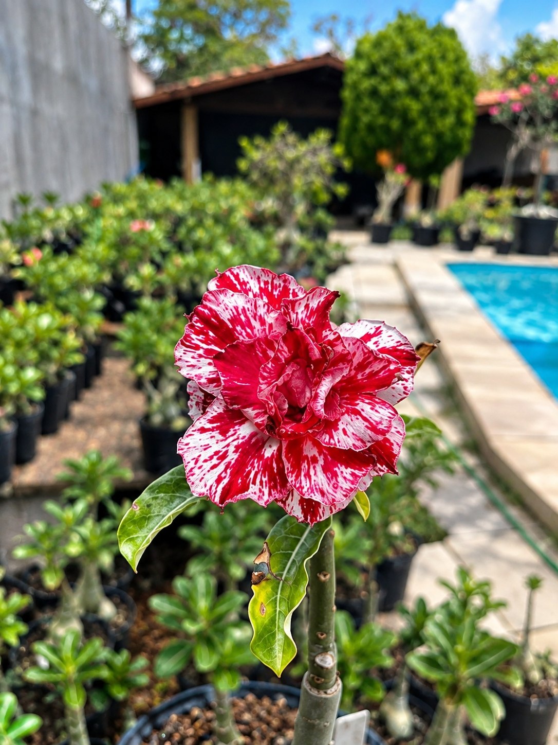 2809 11 Rosa do Deserto Malta - Imagem 2