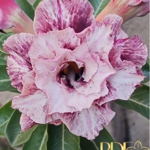 Pré Venda - Rosa do Deserto Júpiter (Pink Florífera)