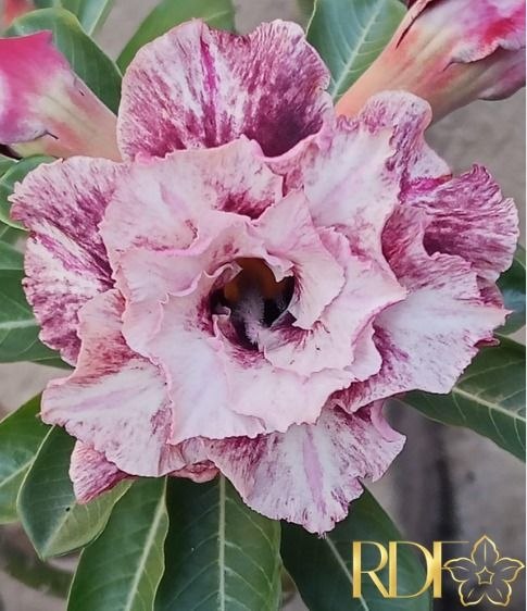 Rosa do Deserto Jupiter Pink Florifera