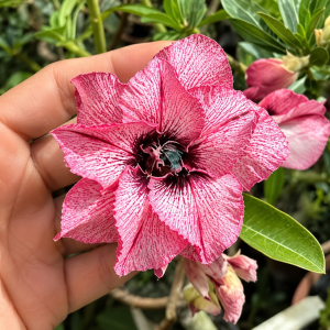 Baby - Rosa do Deserto BRD 131