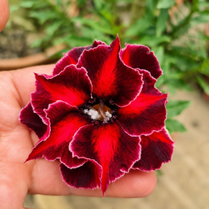 Baby - Rosa do Deserto BRD 70