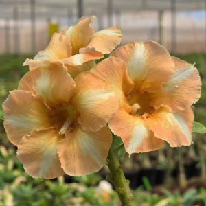 Baby - Rosa do Deserto Cn156