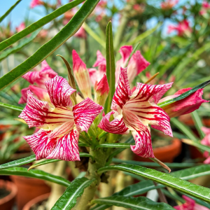 Baby - Rosa do Deserto Crispum Pull Red Strings (Enxerto)