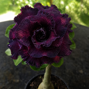 Baby - Rosa do Deserto Beauty Witch (Vinho Florífera)