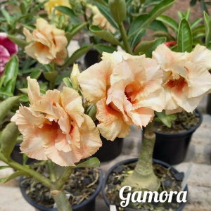 Baby - Rosa do Deserto Gamora