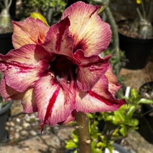 Baby - Rosa do Deserto Kaleidoscope Orient Adenium (Mesclada)