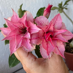 Baby - Rosa do Deserto Liberty (RC115) (Mesclada)