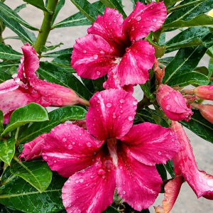 Baby - Rosa do Deserto LM 509