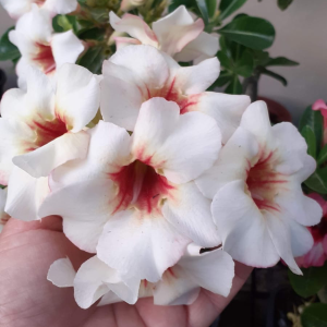 Baby - Rosa do Deserto Lucky White (Branca Buque)