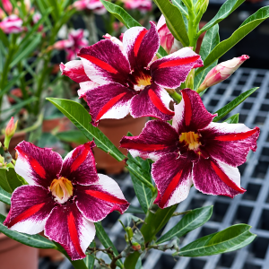 Baby - Rosa do Deserto Margareth star