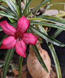 Baby - Rosa do Deserto Nova Tanzânia (Indefinida)