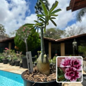 0110 08 Rosa do Deserto Star Brown