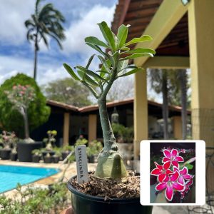 0110 100 Rosa do Deserto Estrelinha