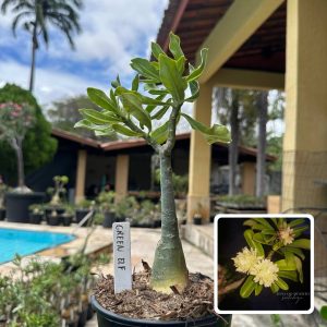 0110 105 Rosa do Deserto Green Elf