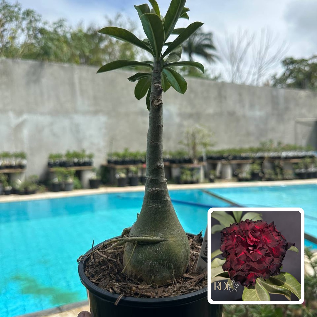 0110 107 Rosa do Deserto Blood Ruby