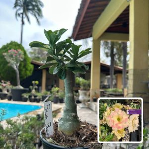 0110 118 Rosa do Deserto Bridal Buquê
