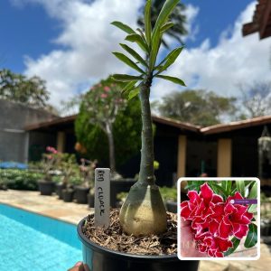 0110 13 Rosa do Deserto Red Cloak