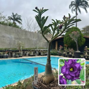 0110 148 Rosa do Deserto Purple Blue