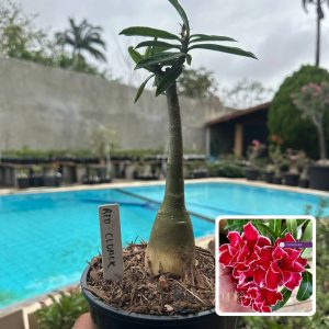 0110 152 Rosa do Deserto Red Cloak