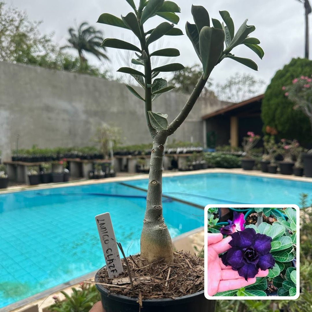 0110 154 Rosa do Deserto Indigo Glaze