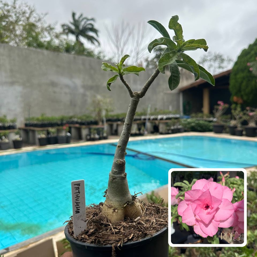 0110 156 Rosa do Deserto Pathumma