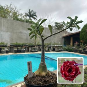 0110 158 Rosa do Deserto Paradise