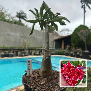 0110 160 Rosa do Deserto Red Cloak