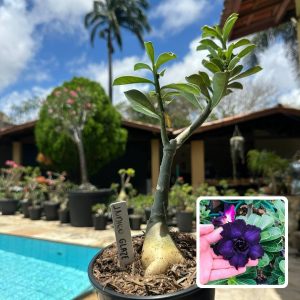 0110 23 Rosa do Deserto Indigo Glaze