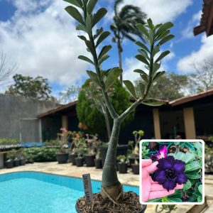 0110 26 Rosa do Deserto Indigo Glaze