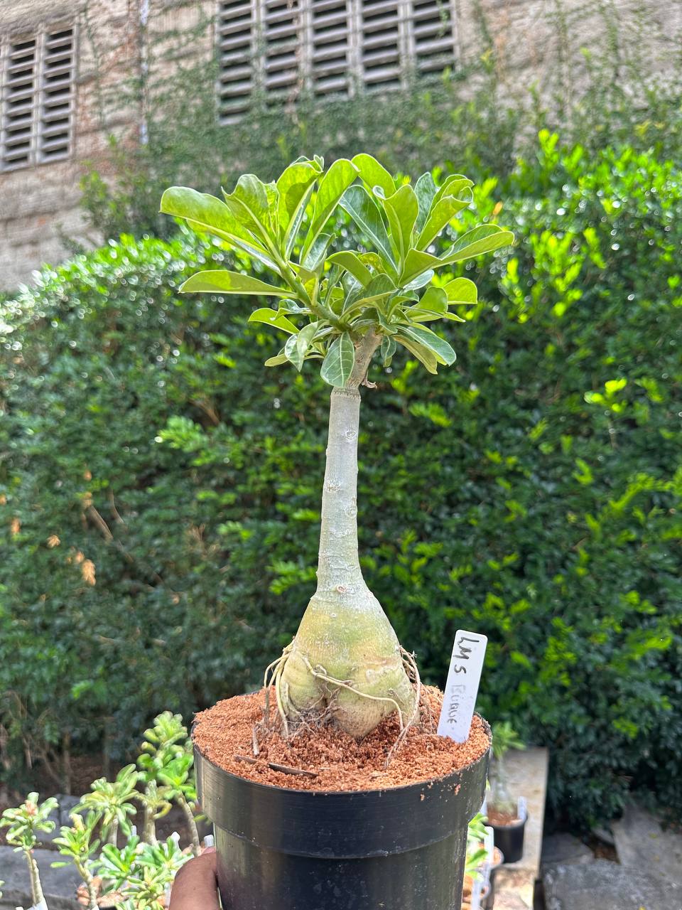 0110 26 Big Caudex LM5 Buquê Pendente (Leilão)