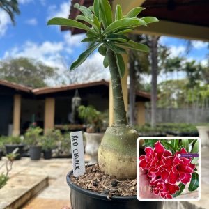 0110 29 Rosa do Deserto Red Cloak
