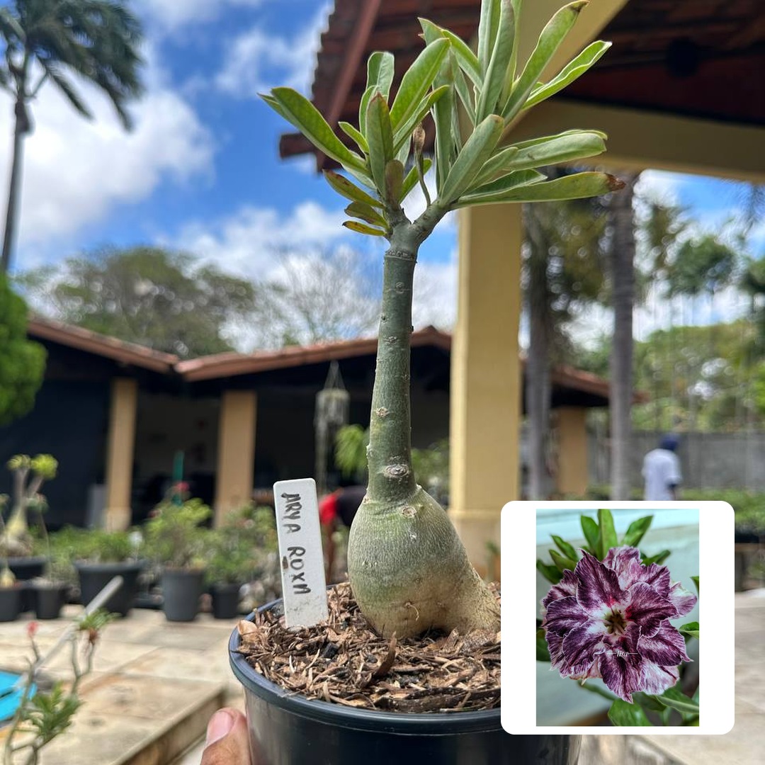 0110 33 Rosa do Deserto Arya Roxa
