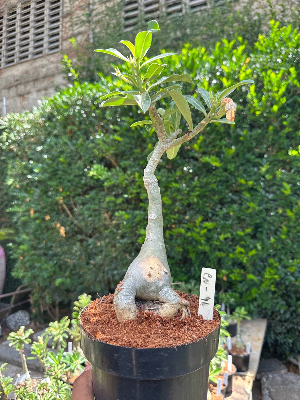 0110 35 Big Caudex Canan 46 (Leilão)